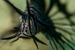 "FACE OFF"
Came face to face with this juvenile at Mushr... by Izwar Zakri 